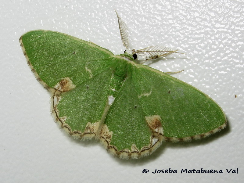 Comibaena bajularia - Geometridae